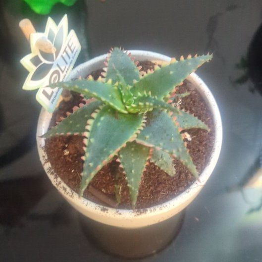 Photo of the plant species Aloe 'Christmas Carol' by @PrizeShadbush87 named Red Mist on Greg, the plant care app