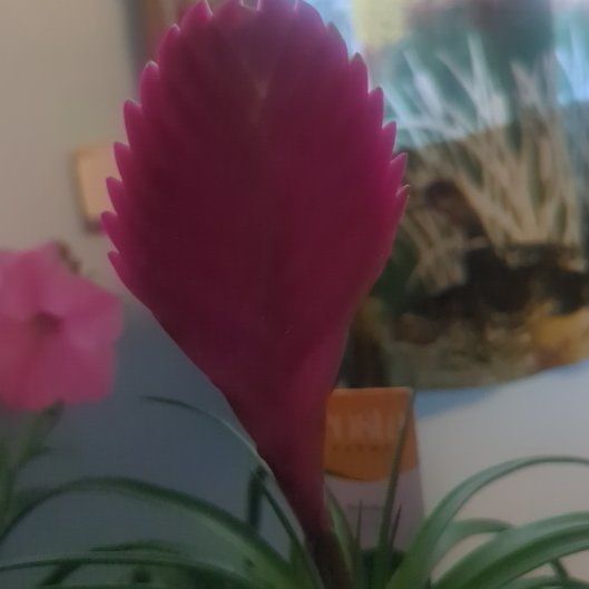 Photo of the plant species Pink Quill by @PrizeShadbush87 named Plato on Greg, the plant care app