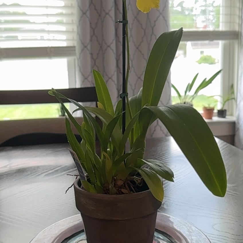 Photo of the plant species Dancing-Lady Orchid by @ExecMakole96 named Dancing lady on Greg, the plant care app