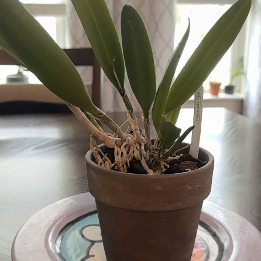 Photo of the plant species Procatavola 'Key Lime Stars' by @ExecMakole96 named Starie on Greg, the plant care app