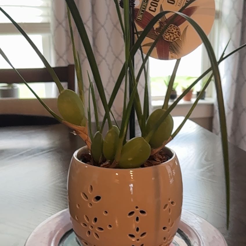 Photo of the plant species Coconut Orchid by @ExecMakole96 named Pino colada on Greg, the plant care app