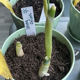 Photo of the plant species Brown Onion by @JBeanz named Sidmus on Greg, the plant care app