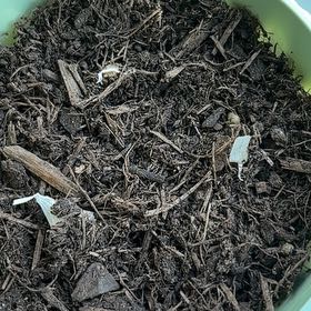 Photo of the plant species Allium Sativum by @JBeanz named Gary on Greg, the plant care app