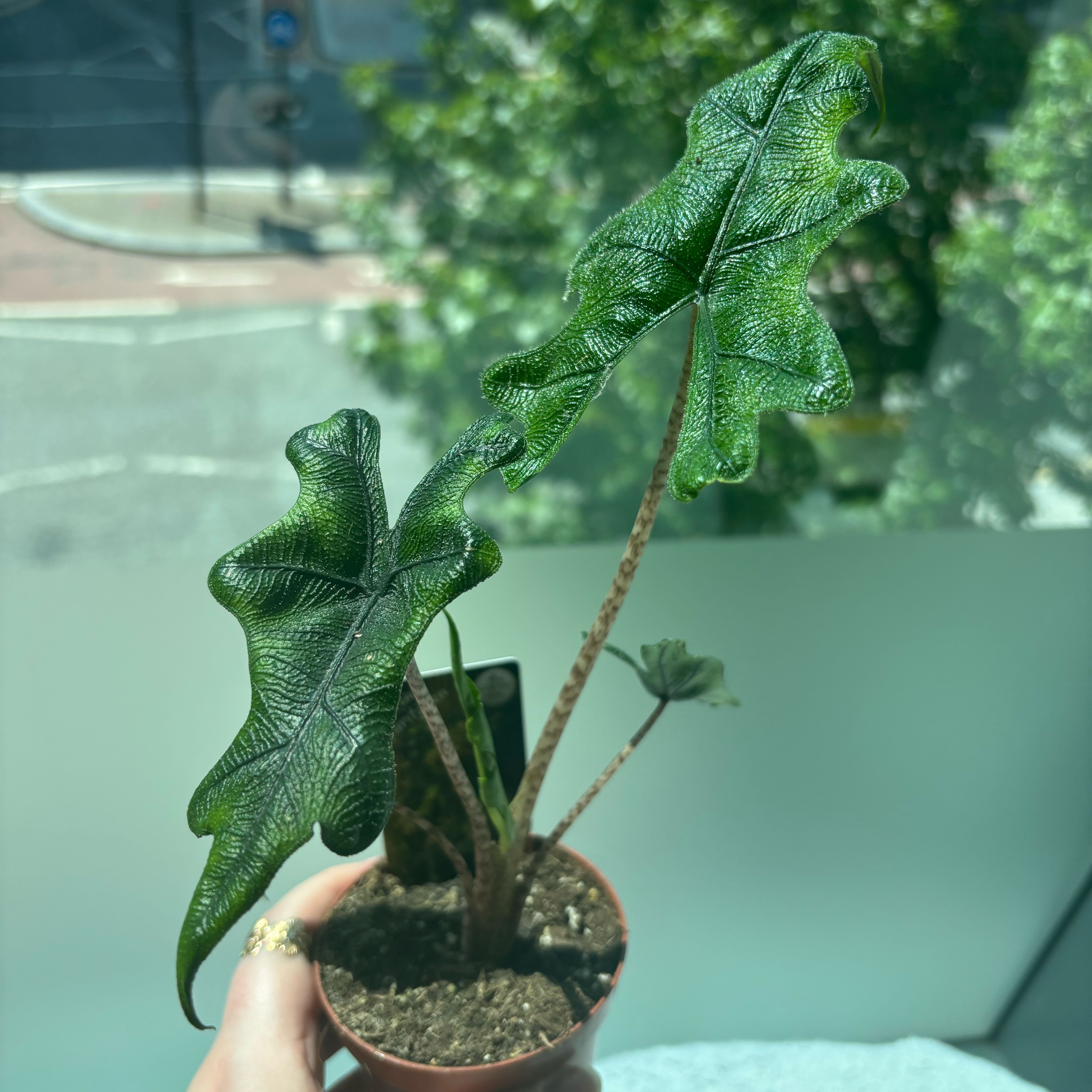 Photo of the plant species Alocasia 'Jacklyn' by @JBeanz named Juniper on Greg, the plant care app