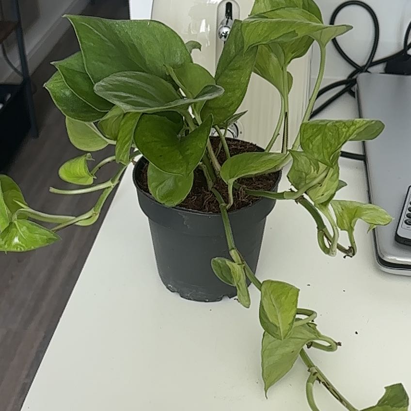 Photo of the plant species Lemon Top Pothos by @JBeanz named Eliza on Greg, the plant care app