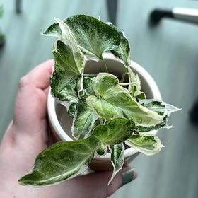 Photo of the plant species Syngonium Starlite by @JBeanz named Luna on Greg, the plant care app
