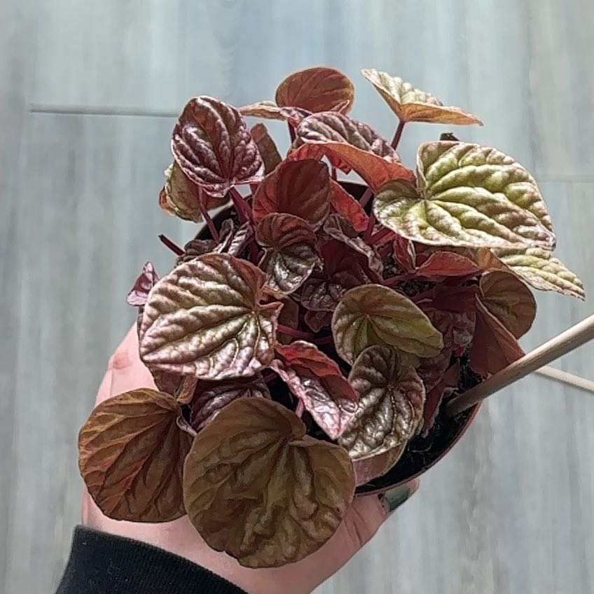 Photo of the plant species Peperomia Quito by @JBeanz named Kylie on Greg, the plant care app