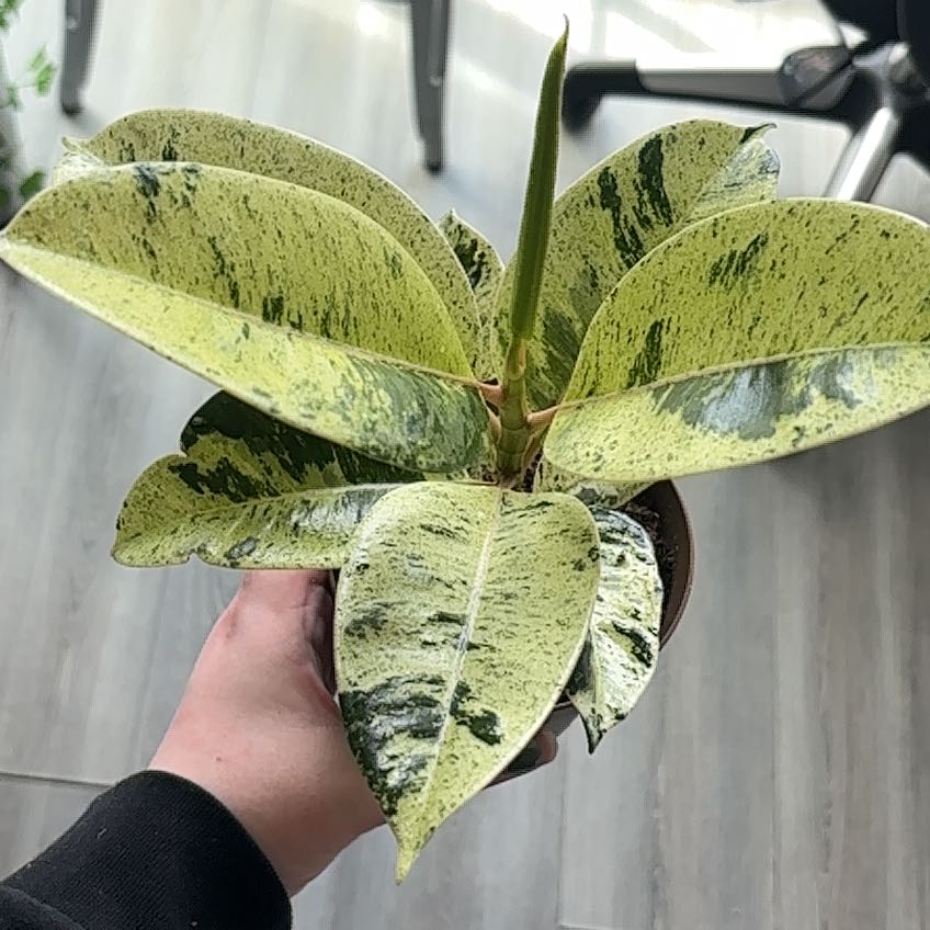 Photo of the plant species Ficus Shivereana by @JBeanz named Fernie Mercury on Greg, the plant care app