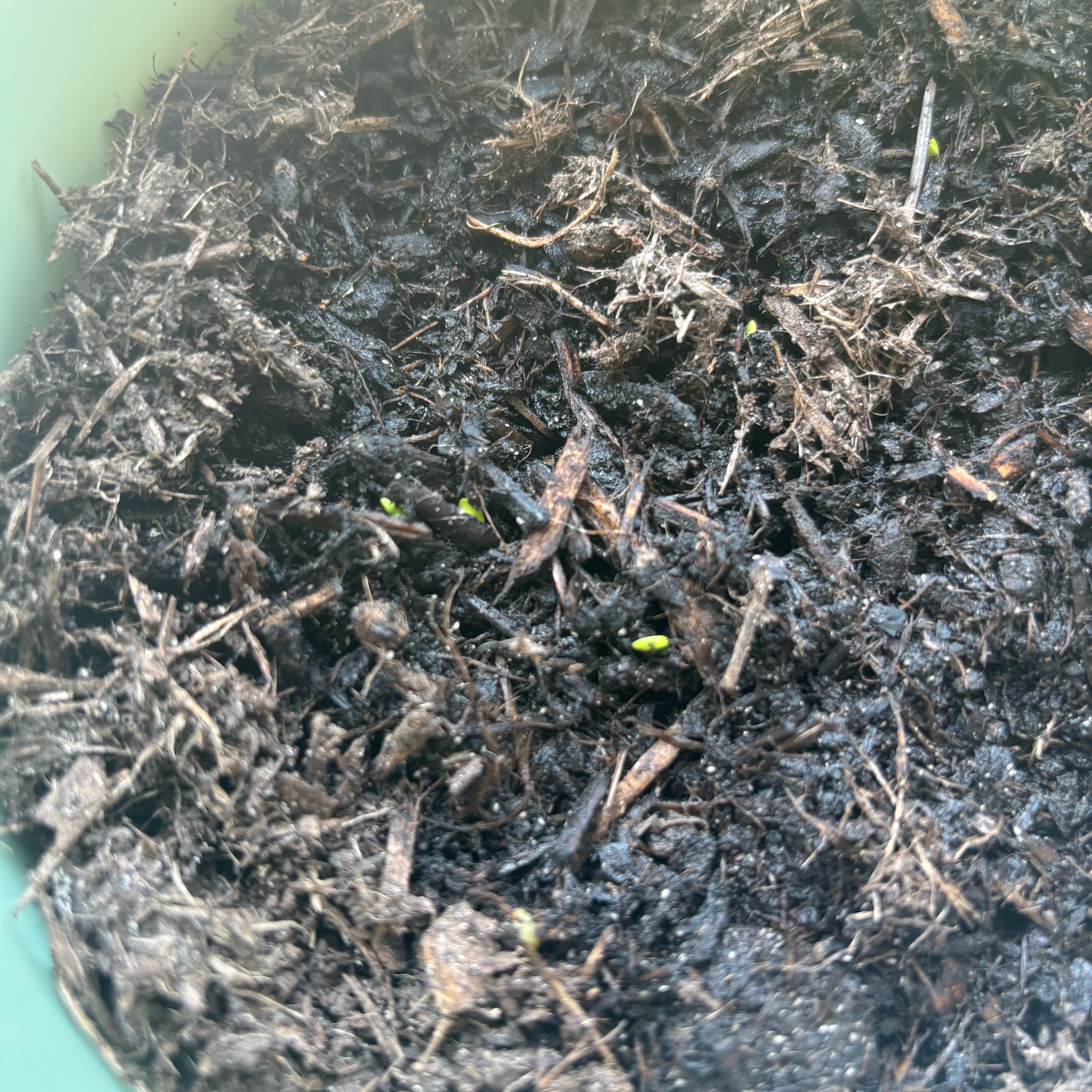 Photo of the plant species Potato by @JBeanz named Messi on Greg, the plant care app