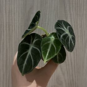 Photo of the plant species alocasia ninja by @JBeanz named Poe on Greg, the plant care app