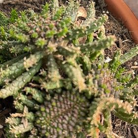 Photo of the plant species Medusa's Head by @HotFord3 named Sproutacus on Greg, the plant care app