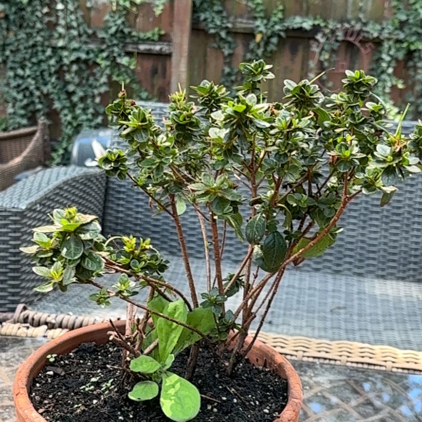 Photo of the plant species Azalea by @ModelRockfig54 named Navajo on Greg, the plant care app