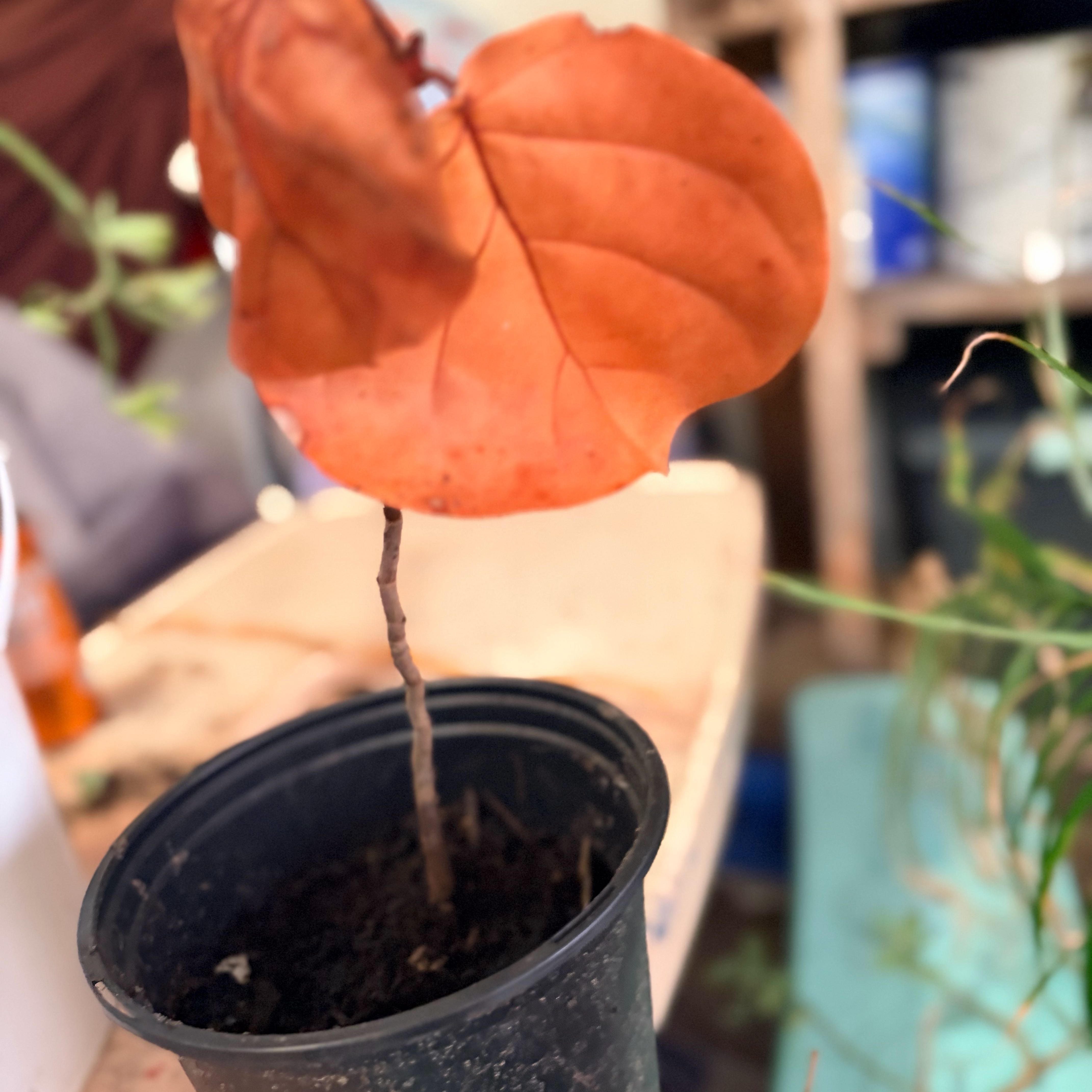 Photo of the plant species Seagrape by @AngelRoussea66 named Peter Parker on Greg, the plant care app