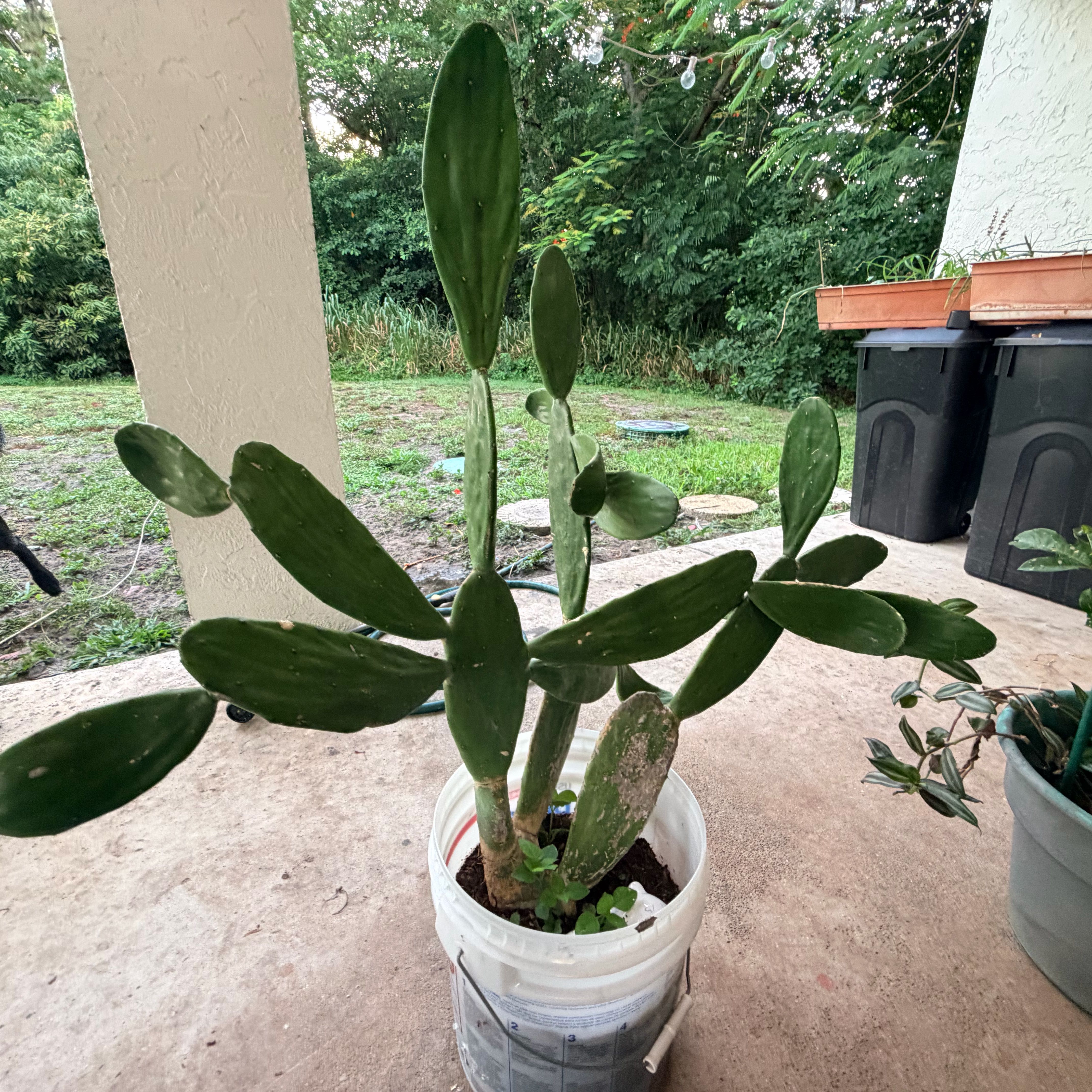 Photo of the plant species Cochineal Cactus by @AngelRoussea66 named da Vinci on Greg, the plant care app