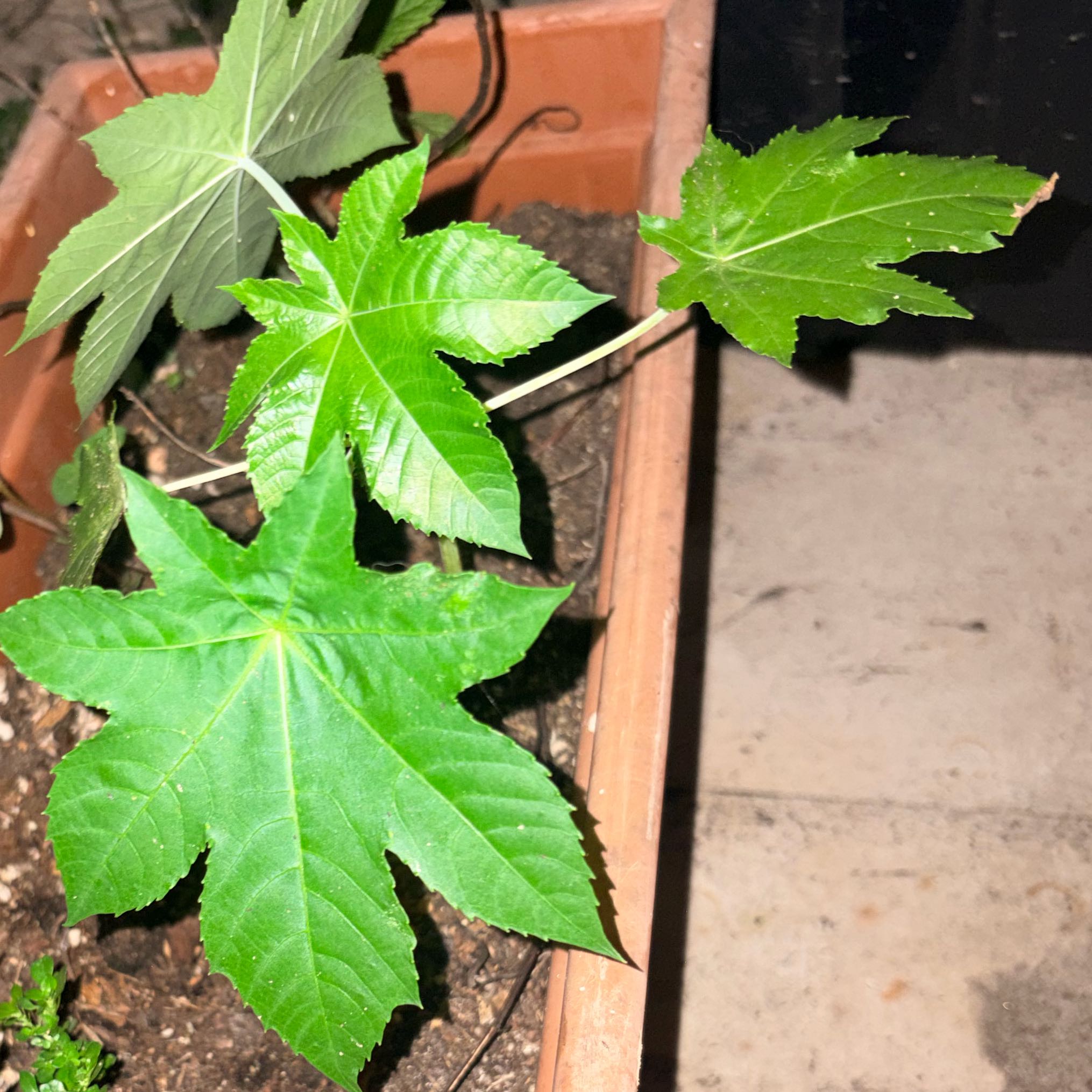 Photo of the plant species Ricinus Communis by @AngelRoussea66 named Lavender on Greg, the plant care app