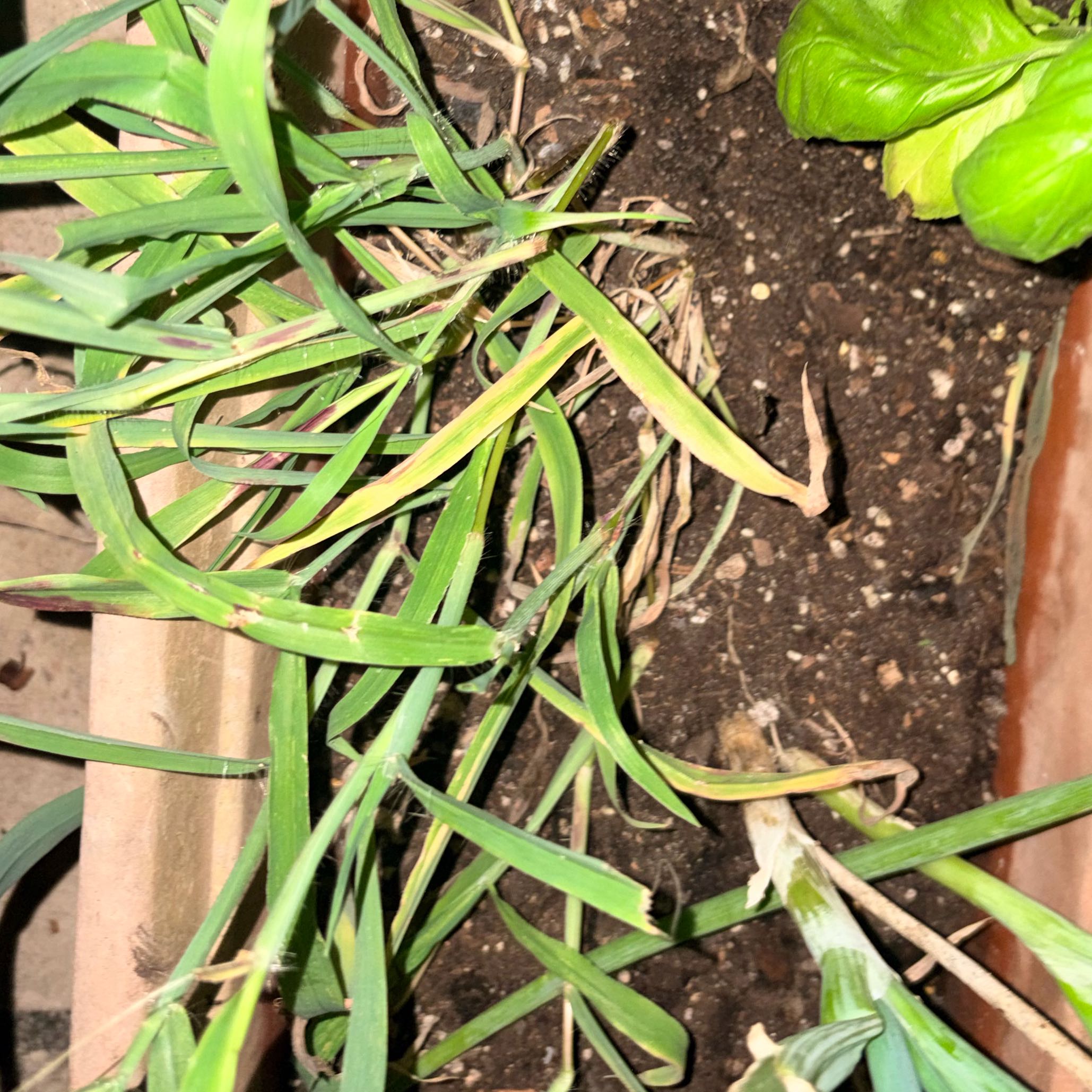 Photo of the plant species Poa Annua by @AngelRoussea66 named Huckleberry Fern on Greg, the plant care app