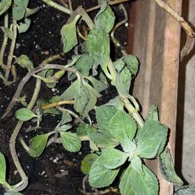 Photo of the plant species Lobster Bush by @AngelRoussea66 named James Dean on Greg, the plant care app