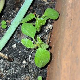 Photo of the plant species Purple Amaranth by @AngelRoussea66 named Sanders on Greg, the plant care app
