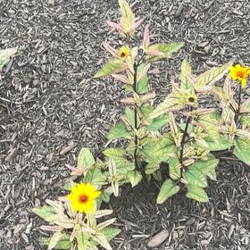 Photo of the plant species Smooth Oxeye by @CharmingMelon96 named Shakira on Greg, the plant care app