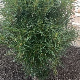 Photo of the plant species African Sumac by @CharmingMelon96 named Sigmund on Greg, the plant care app