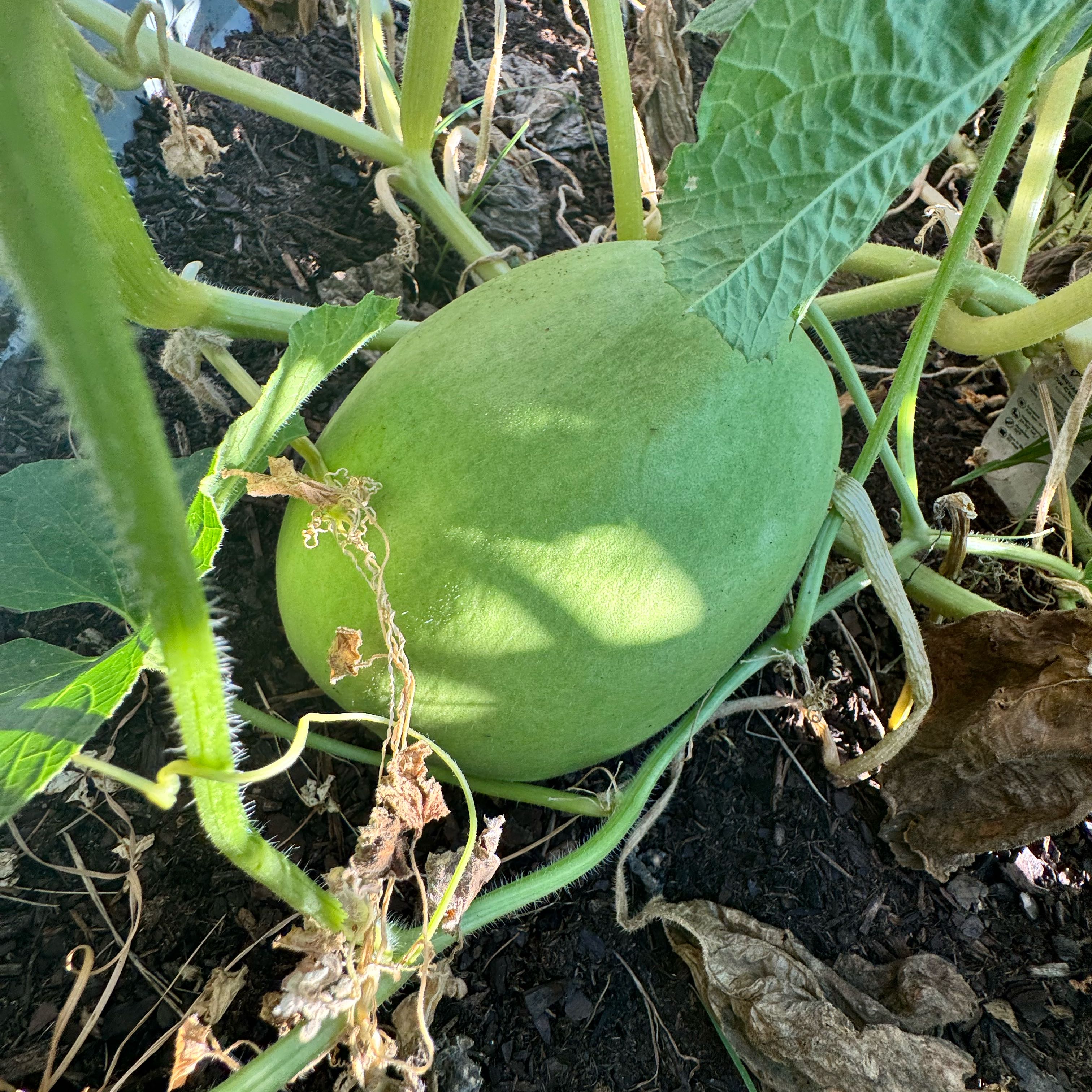 Photo of the plant species Melon by @TrustyCatpalm named Aristotle on Greg, the plant care app