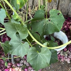 Photo of the plant species Sicyos edulis by @TrustyCatpalm named Marley on Greg, the plant care app