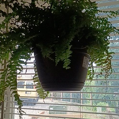 Photo of the plant species Angel Plant by @SirGasplant2 named Marilyn on Greg, the plant care app