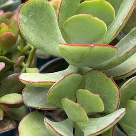 Photo of the plant species Pig's Ear by @SassyApple35 named Muhammad Ali on Greg, the plant care app