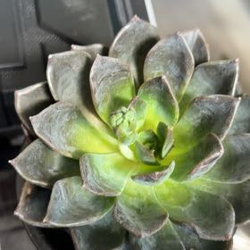 Photo of the plant species Echeveria 'Dark Moon' by @CivicLlavea19 named Sol on Greg, the plant care app