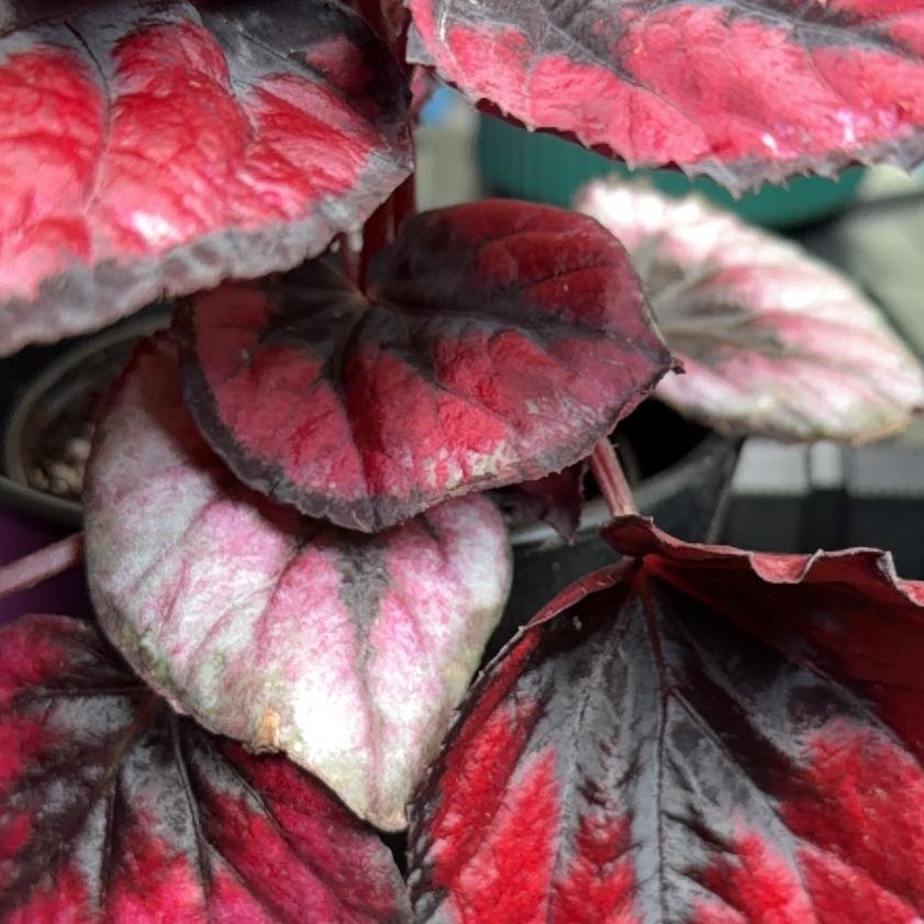 Photo of the plant species Begonia rex by @CivicLlavea19 named Forrest on Greg, the plant care app