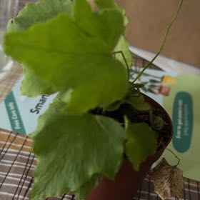 Photo of the plant species House Holly-Fern by @UniqueEllisia named Shakira on Greg, the plant care app