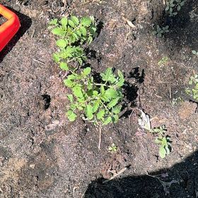 Photo of the plant species Cherry Tomato by @KeyFeijoa17 named Mollie on Greg, the plant care app