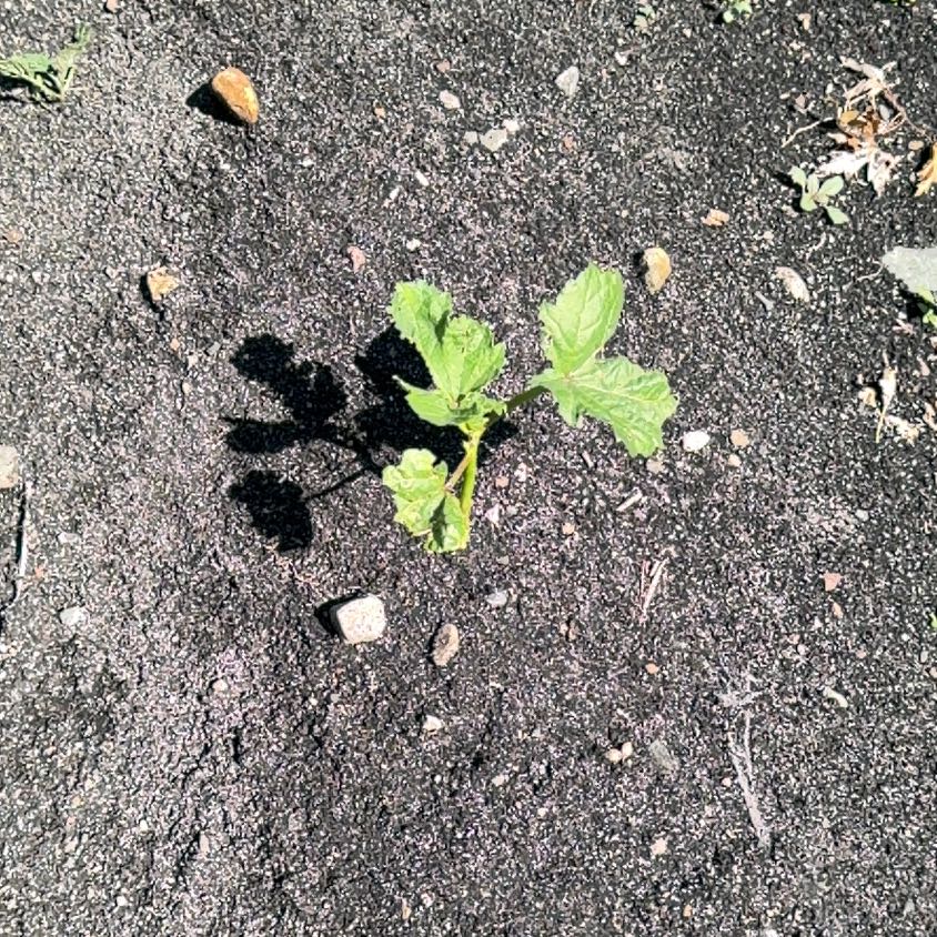 Photo of the plant species Bitter Squash by @KeyFeijoa17 named Darwin on Greg, the plant care app