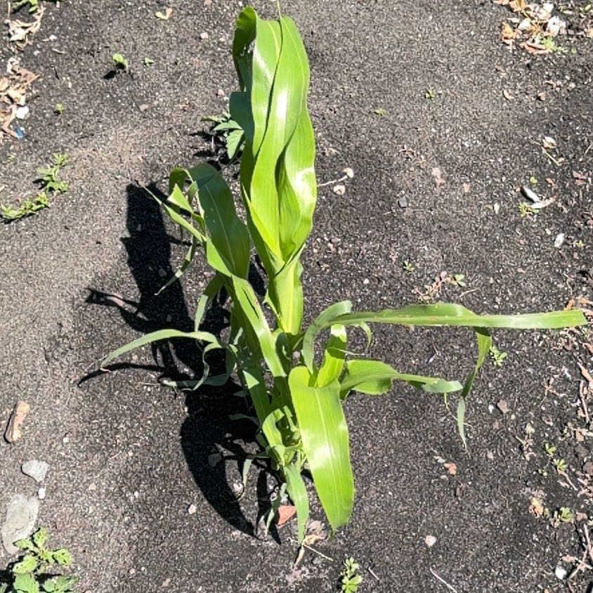 Photo of the plant species Sugar Cane by @KeyFeijoa17 named Jerron on Greg, the plant care app