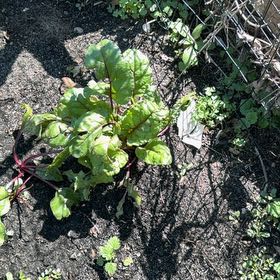 Photo of the plant species Common Beet by @KeyFeijoa17 named Emerson on Greg, the plant care app
