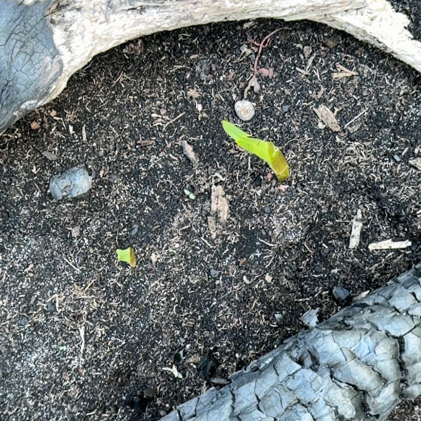 Photo of the plant species Seaside Goldenrod by @KeyFeijoa17 named Maya on Greg, the plant care app