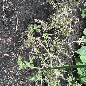 Photo of the plant species Watermelon by @KeyFeijoa17 named Madonna on Greg, the plant care app