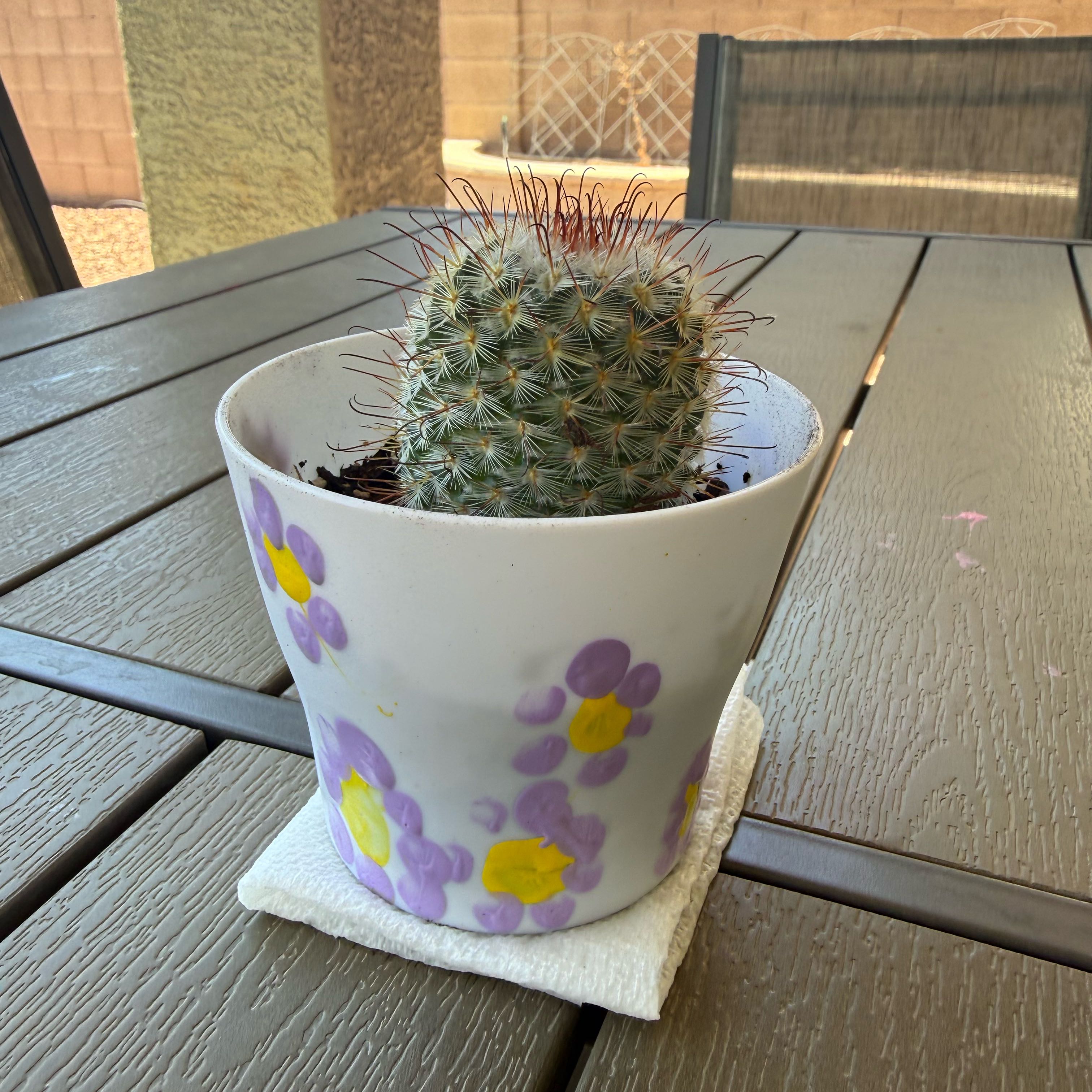 Photo of the plant species Silken Pincushion Cactus by @GuruFrithia78 named Scissors on Greg, the plant care app