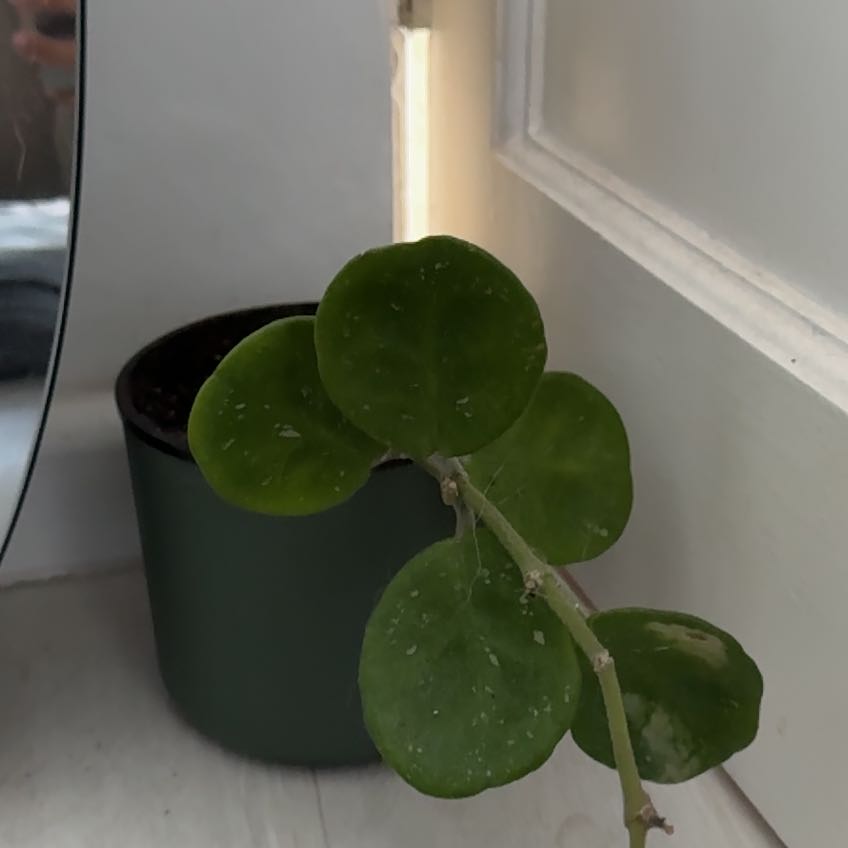 Photo of the plant species Splash Hoya Obovata by @ProDuwei91 named Lavender on Greg, the plant care app