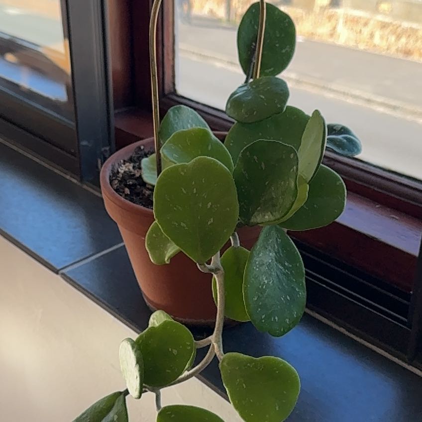 Photo of the plant species Splash Hoya Obovata by @ProDuwei91 named Delilah on Greg, the plant care app
