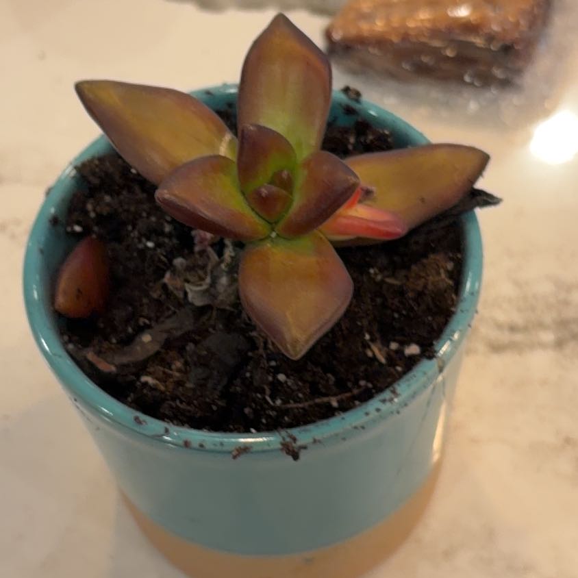Photo of the plant species Sedum Adolfi by @SilveryBalsam65 named FIRE on Greg, the plant care app