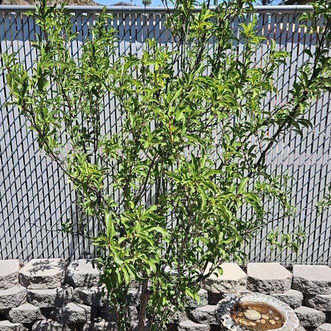 Photo of the plant species Prunus Persica by @GrandPignut64 named Harry on Greg, the plant care app