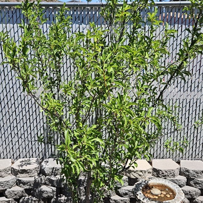 Photo of the plant species Prunus Persica by @GrandPignut64 named Bodhi on Greg, the plant care app