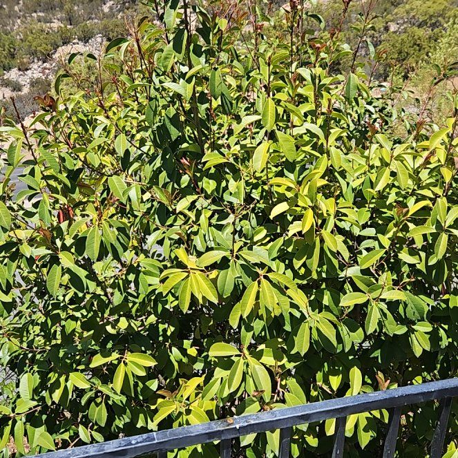 Photo of the plant species Laurel Sumac by @GrandPignut64 named Doja Cat on Greg, the plant care app