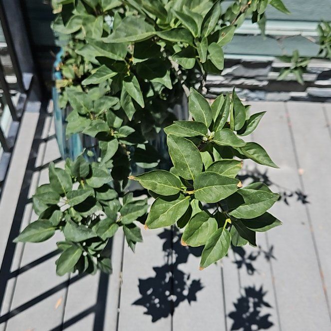 Photo of the plant species Ligustrum Ovalifolium by @GrandPignut64 named Darwin on Greg, the plant care app