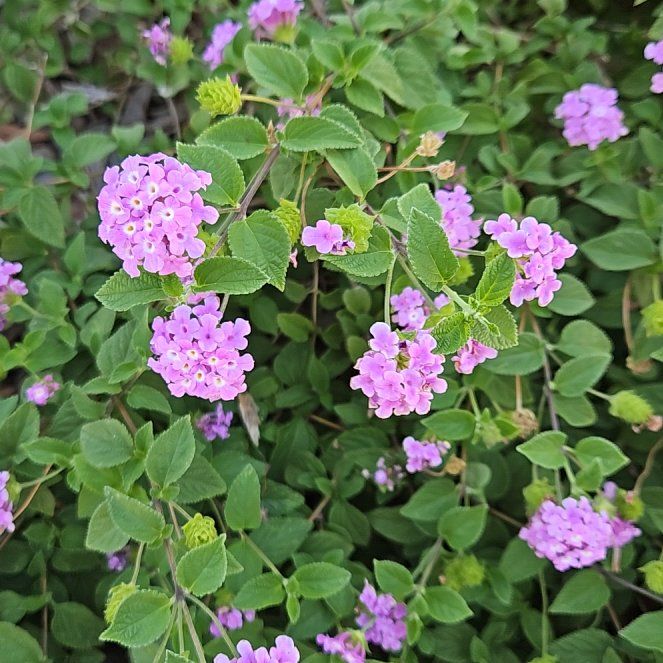 Photo of the plant species Lantana Montevidensis by @GrandPignut64 named Osmo on Greg, the plant care app