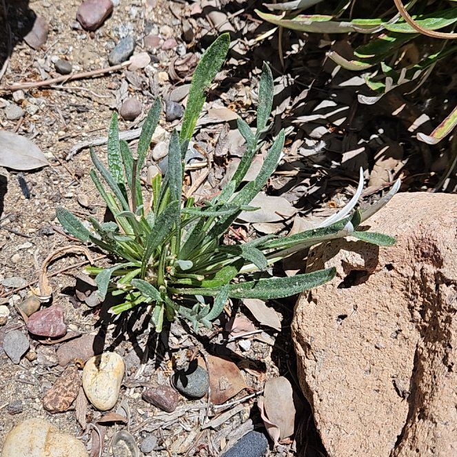 Photo of the plant species Buckhorn Plantain by @GrandPignut64 named Treeyoncé on Greg, the plant care app