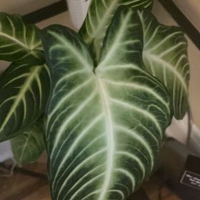 Photo of the plant species Xanthosoma by @JazzySkyplant97 named Austen on Greg, the plant care app