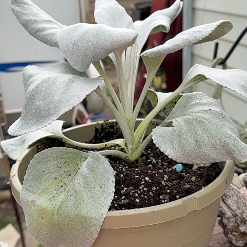 Photo of the plant species Lamb's Ear by @JovialBaybean named Gobi on Greg, the plant care app