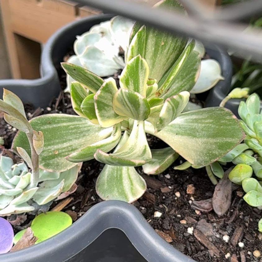Photo of the plant species Water Lettuce by @JovialBaybean named Shakira on Greg, the plant care app